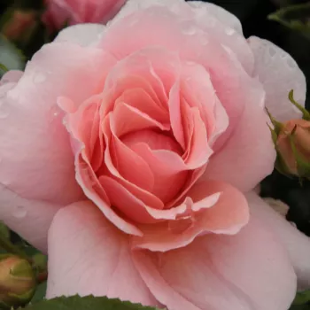 Rosa Chewgentpeach - różowy - róże rabatowe grandiflora