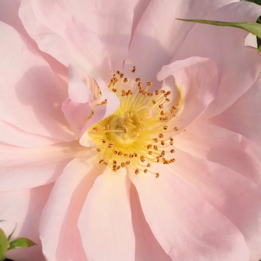 Grandiflora - Floribunda - Trandafiri - Chewgentpeach - Trandafiri online