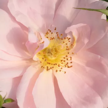 Ruže - online - koupit - záhonová ruža - grandiflora - floribunda - ružová - bez vône - Chewgentpeach - (100-120 cm)