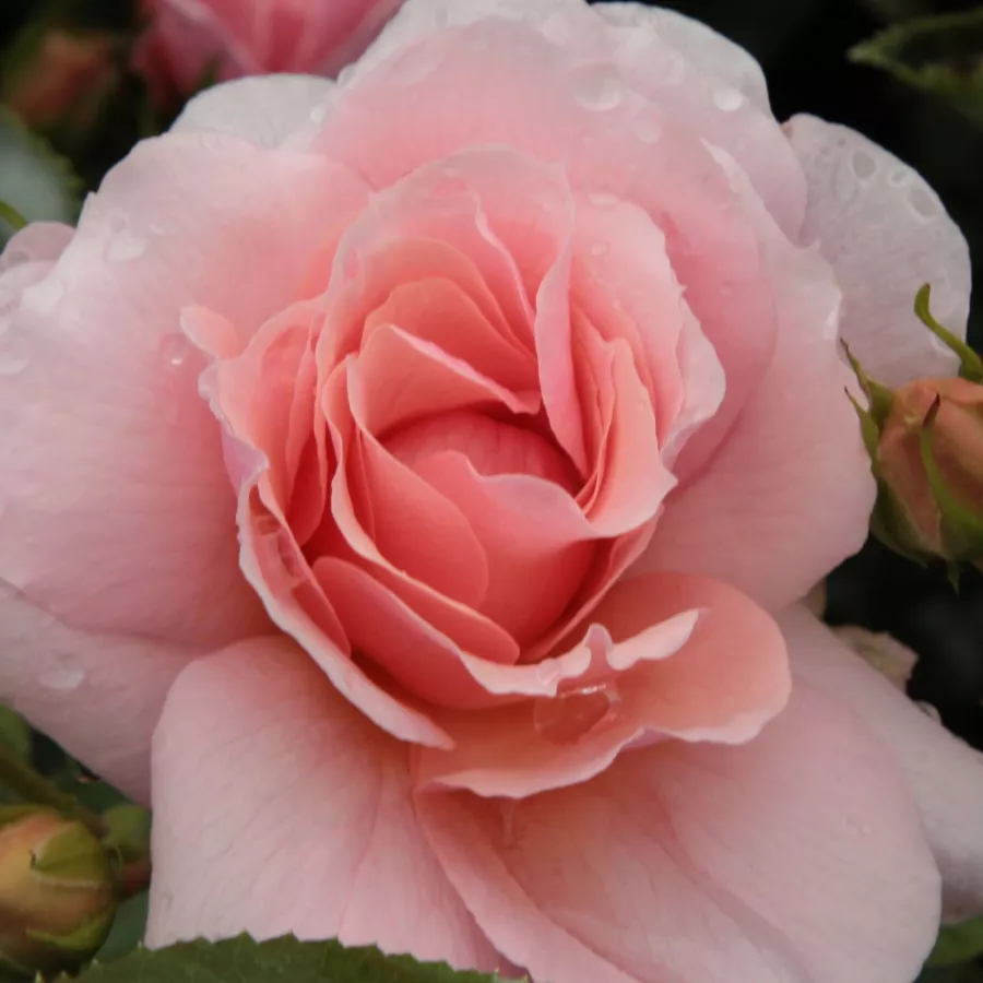 Szimpla virágú - magastörzsű rózsafa - Rózsa - Chewgentpeach - Kertészeti webáruház