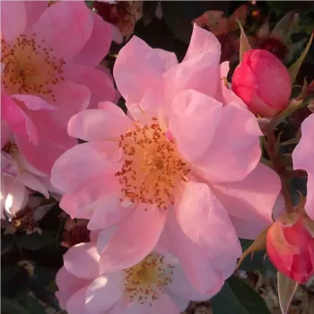 Rosa melocotón  - árbol de rosas de flor simple - rosal de pie alto   (120-150 cm)