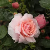 Różowy - róże rabatowe grandiflora - róża bez zapachu - Rosa Chewgentpeach - róże sklep internetowy