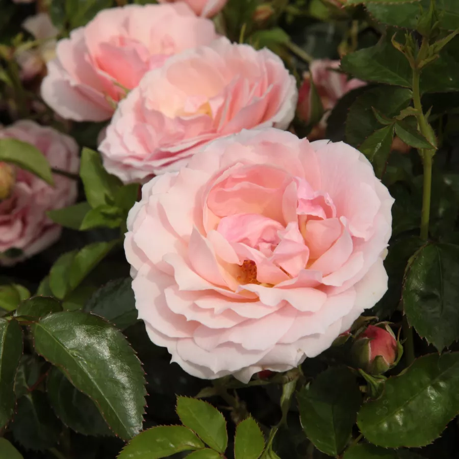 Róże rabatowe grandiflora - Róża - Chewgentpeach - róże sklep internetowy