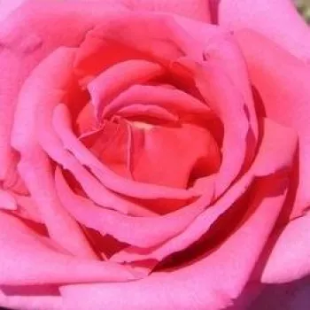 Online rózsa vásárlás - rózsaszín - virágágyi floribunda rózsa - Chic Parisien - diszkrét illatú rózsa - ibolya aromájú - (60-100 cm)