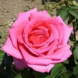 Virágágyi floribunda rózsa - rózsaszín - diszkrét illatú rózsa - ibolya aromájú - Rosa Chic Parisien - Online rózsa rendelés