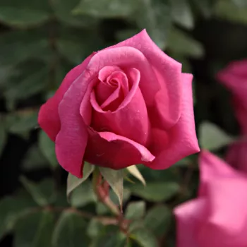 Rosa Chic Parisien - růžová - stromkové růže - Stromkové růže, květy kvetou ve skupinkách