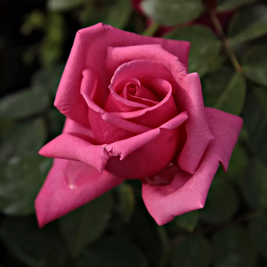 Trandafiri Floribunda - Trandafiri - Chic Parisien - răsaduri și butași de trandafiri 