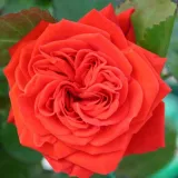 Vörös - törpe - mini rózsa - Online rózsa vásárlás - Rosa Chica Flower Circus® - közepesen illatos rózsa - gyümölcsös aromájú