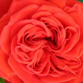 Rózsa kertészet - vörös - törpe - mini rózsa - Chica Flower Circus® - közepesen illatos rózsa - gyümölcsös aromájú - (20-40 cm)