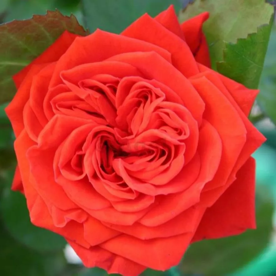 Törpe - mini rózsa - Rózsa - Chica Flower Circus® - Online rózsa rendelés