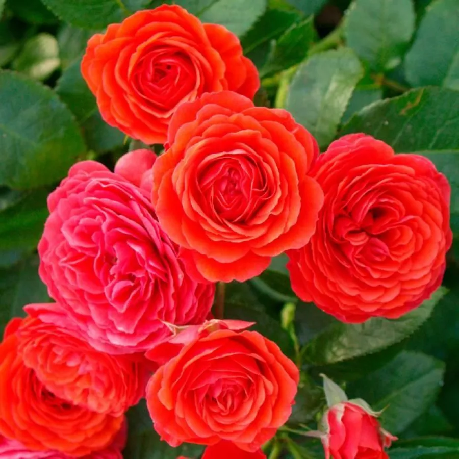 Czerwony - Róża - Chica Flower Circus® - Szkółka Róż Rozaria