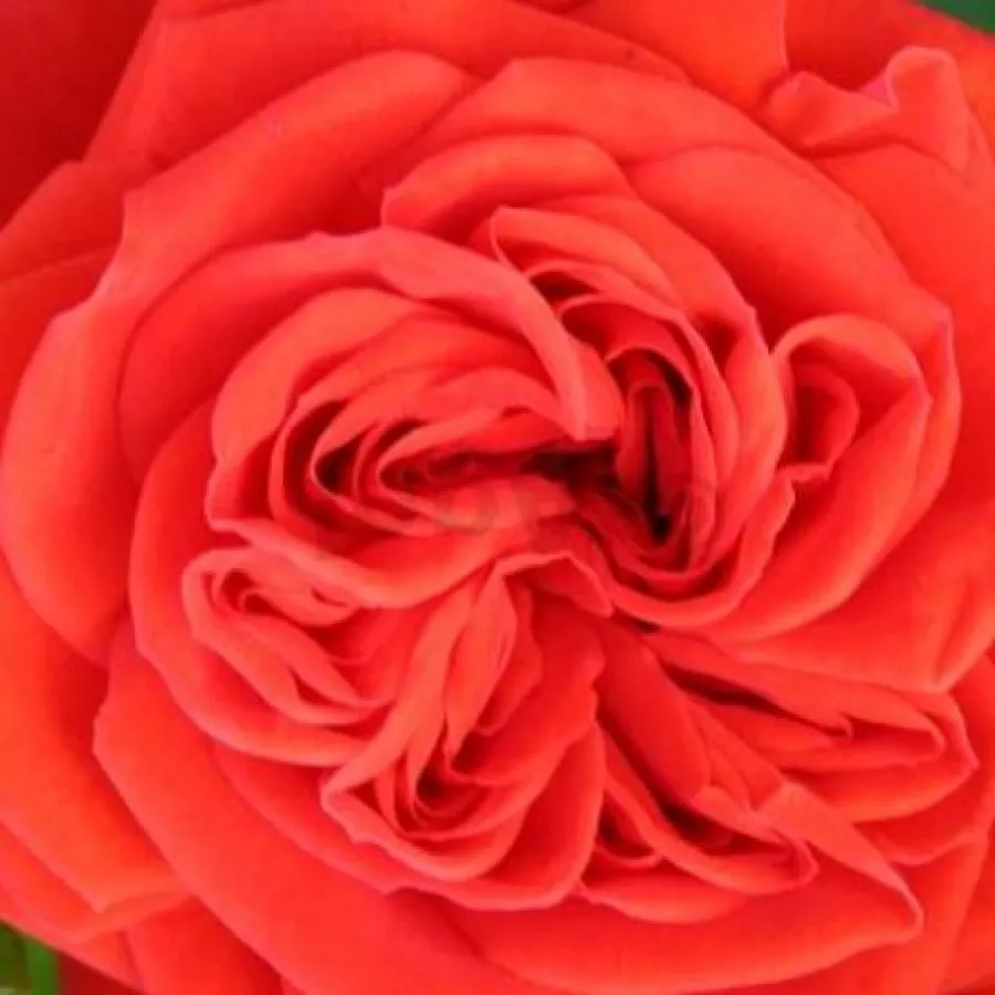 Miniature - Rózsa - Chica Flower Circus® - Online rózsa rendelés
