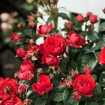 Rosa Chica Flower Circus® - roșu - trandafiri pomisor - Trandafir copac cu trunchi înalt – cu flori tip trandafiri englezești