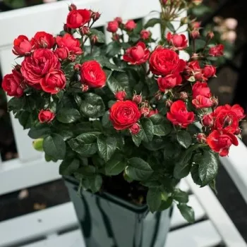 Élénkvörös - törpe - mini rózsa - közepesen illatos rózsa - gyümölcsös aromájú