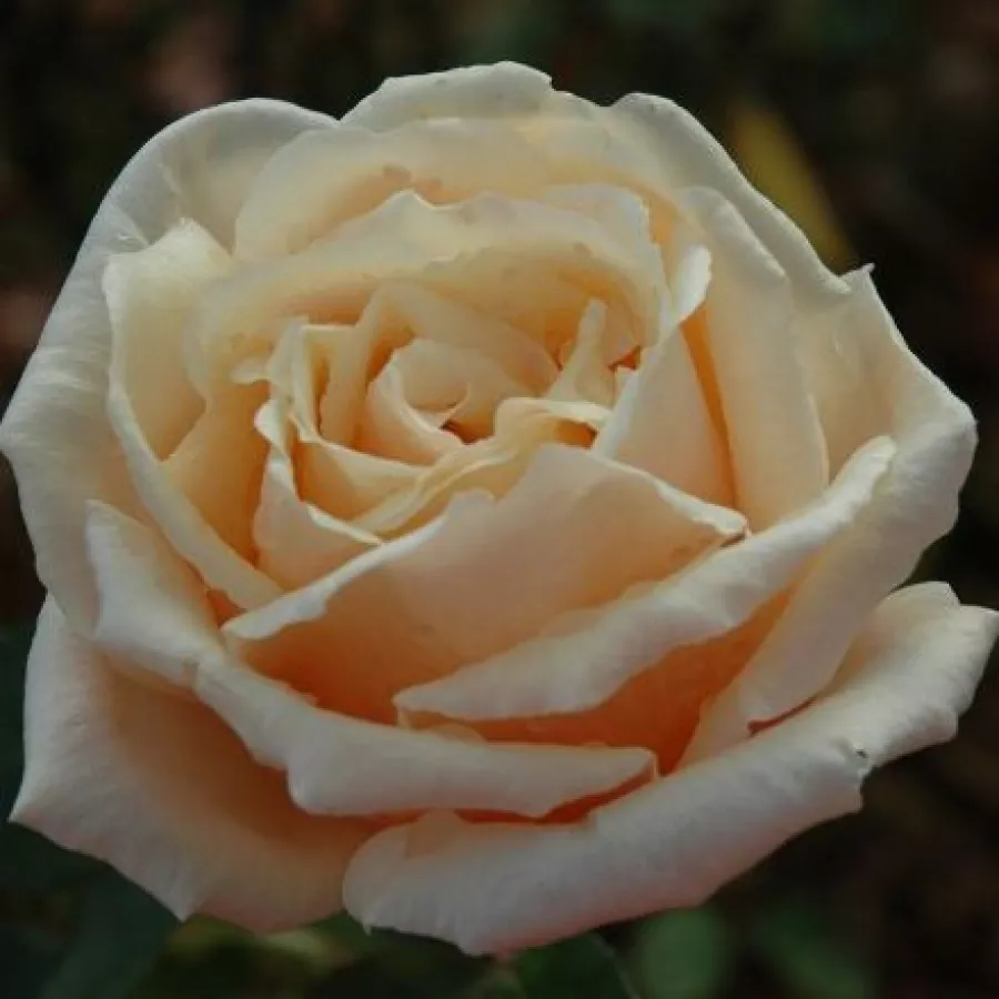 Róża wielkokwiatowa - Hybrid Tea - Róża - Child of My Heart™ - Szkółka Róż Rozaria