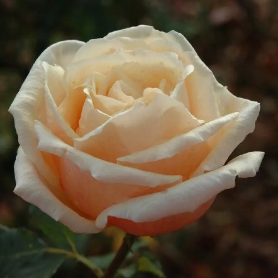 Różowy - Róża - Child of My Heart™ - Szkółka Róż Rozaria