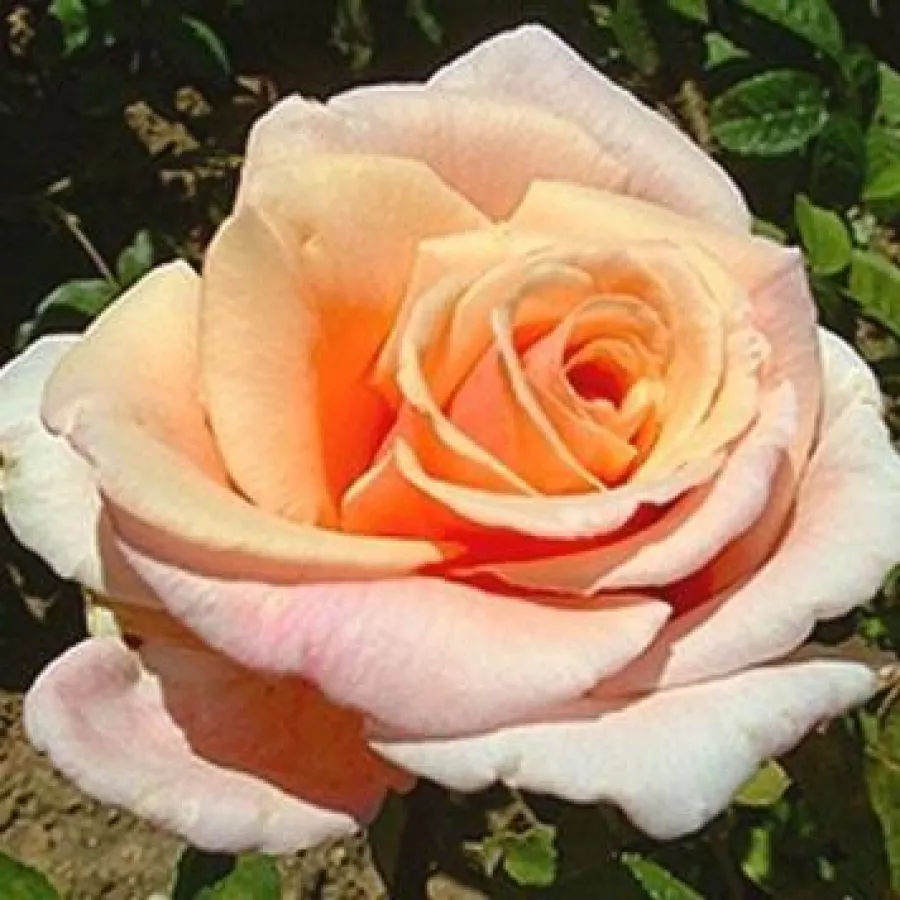 árbol de rosas híbrido de té – rosal de pie alto - Rosa - Child of My Heart™ - rosal de pie alto