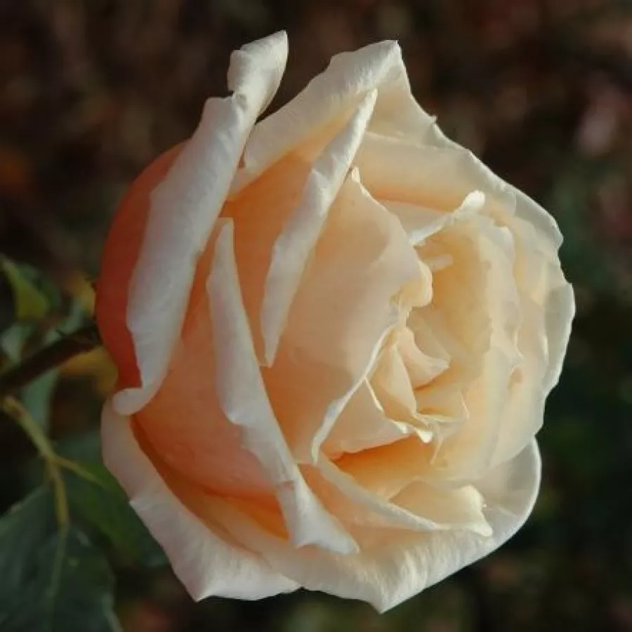 120-150 cm - Rosa - Child of My Heart™ - rosal de pie alto