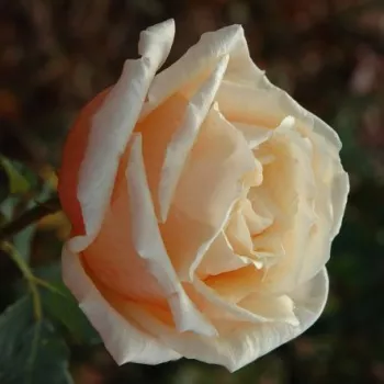 Rosa melocotón  - árbol de rosas híbrido de té – rosal de pie alto - rosa de fragancia discreta - manzana