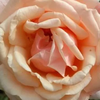 Ružová - školka - eshop  - ružová - stromčekové ruže - Stromkové ruže s kvetmi čajohybridov - Child of My Heart™ - mierna vôňa ruží - aróma jabĺk