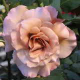 Narancssárga - barna - teahibrid rózsa - Online rózsa vásárlás - Rosa Chocolate Rose™ - diszkrét illatú rózsa - szegfűszeg aromájú