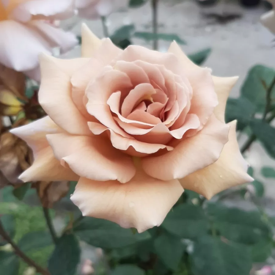 Róża wielkokwiatowa - Hybrid Tea - Róża - Chocolate Rose™ - Szkółka Róż Rozaria