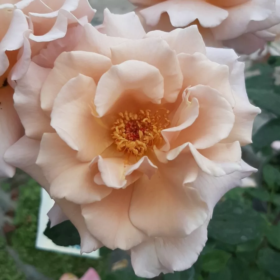 Oranžna - rjava - Roza - Chocolate Rose™ - Na spletni nakup vrtnice