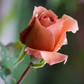 Rosa Chocolate Rose™ - orange - marron - Rosiers hybrides de thé
