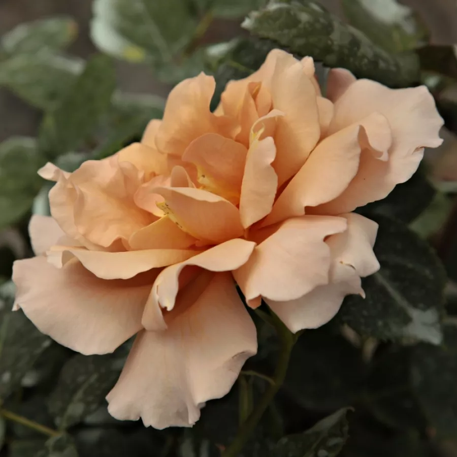 - - Rosa - Chocolate Rose™ - Produzione e vendita on line di rose da giardino