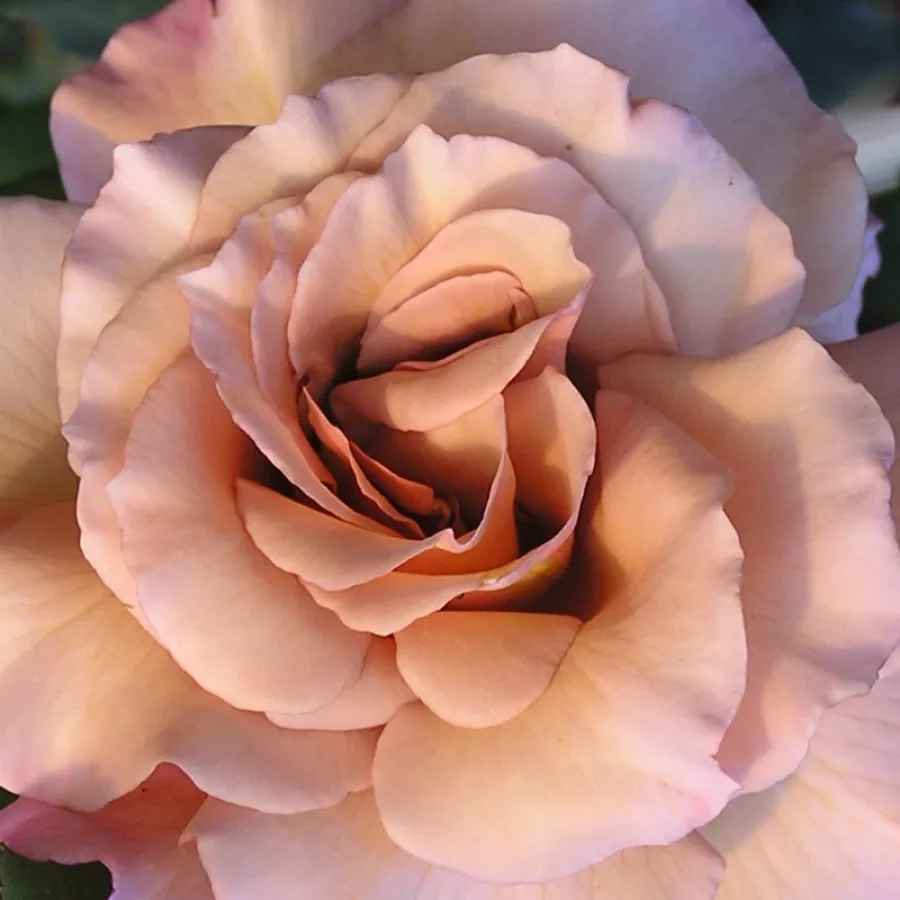 Hybrid Tea - Róża - Chocolate Rose™ - Szkółka Róż Rozaria