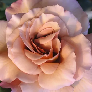 Ruže - eshop  - čajohybrid - oranžová - hnedá - mierna vôňa ruží - klinčeková aróma - Chocolate Rose™ - (60-100 cm)