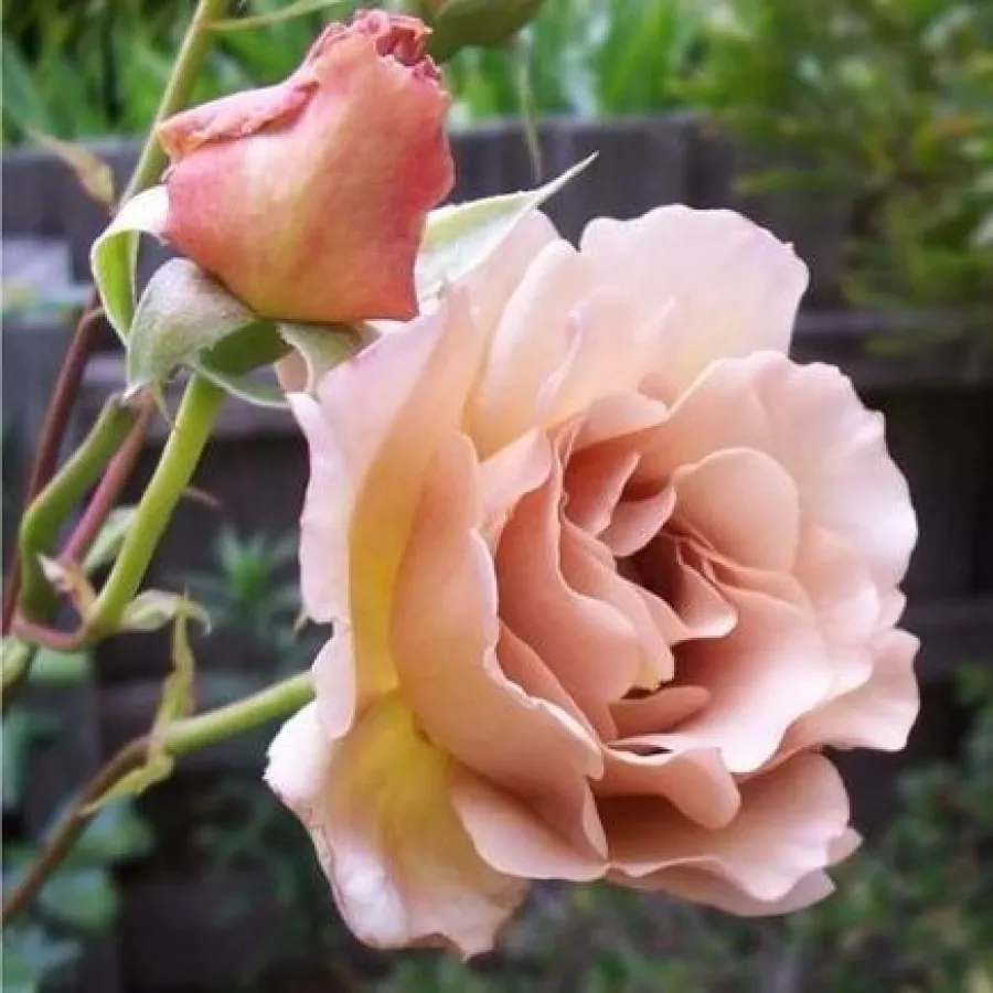 William E. Tysterman - Rosa - Chocolate Rose™ - rosal de pie alto