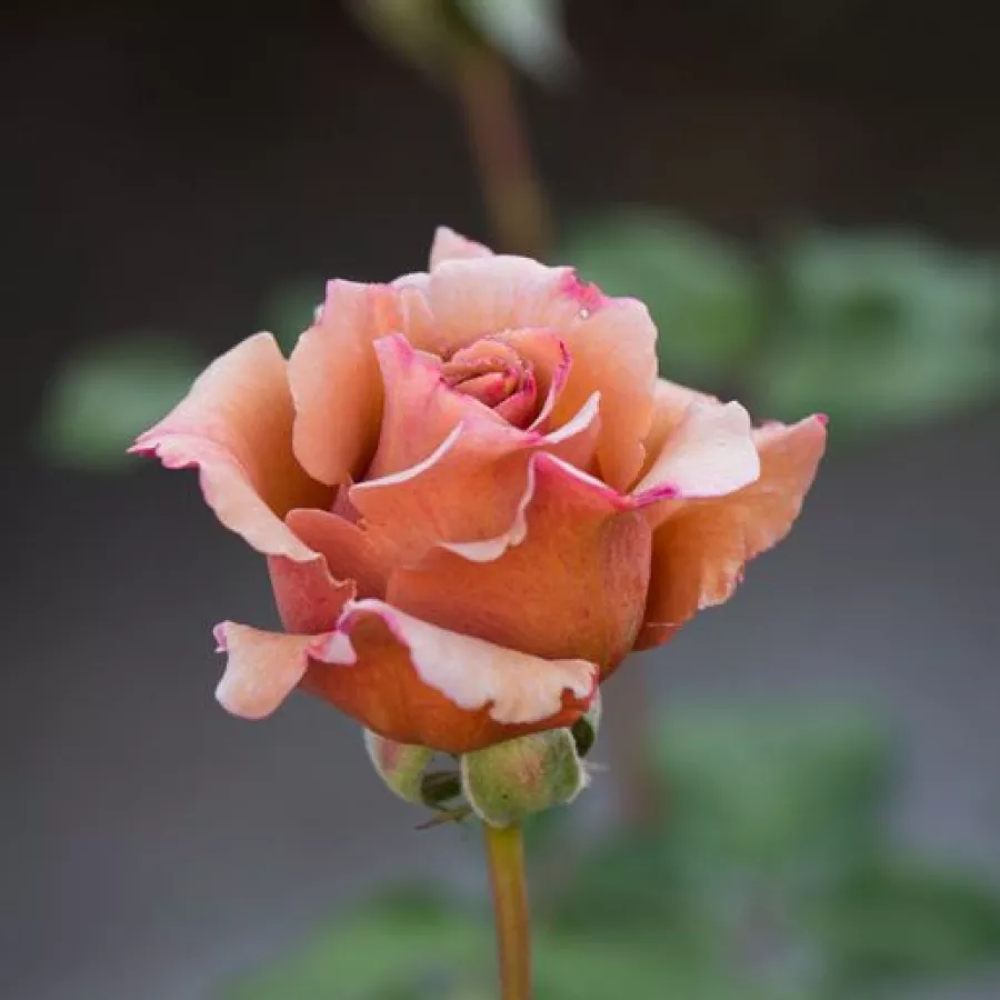 Trandafiri pomisor - Trandafir copac cu trunchi înalt – cu flori teahibrid - Trandafiri - Chocolate Rose™ - 