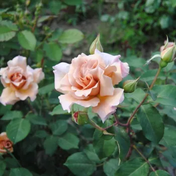 Marrón oxidado - árbol de rosas híbrido de té – rosal de pie alto - rosa de fragancia discreta - clavero