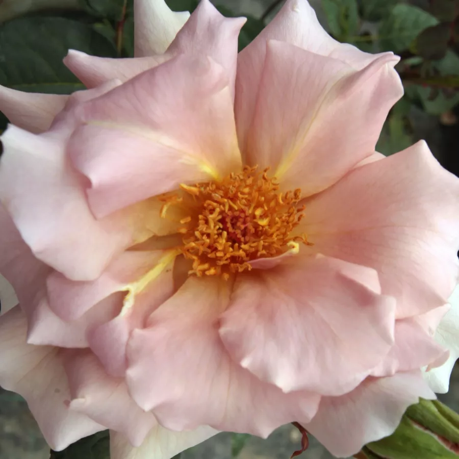 Solitaria - Rosa - Chocolate Rose™ - rosal de pie alto