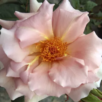 Rosa Chocolate Rose™ - rosa de fragancia discreta - Árbol de Rosas Híbrido de Té - rosal de pie alto - naranja - marrón - William E. Tysterman- forma de corona de tallo recto - Rosal de árbol con forma de flor típico de las rosas de corte clásico.