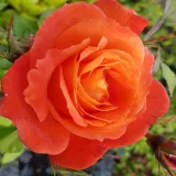 Narancssárga - virágágyi floribunda rózsa - Online rózsa vásárlás - Rosa Christchurch™ - diszkrét illatú rózsa - barack aromájú