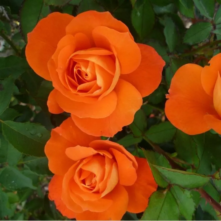 Pomarańczowy - Róża - Christchurch™ - Szkółka Róż Rozaria