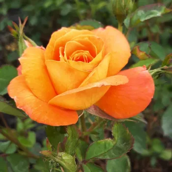 Rosa Christchurch™ - pomarańczowy - róże rabatowe grandiflora - floribunda