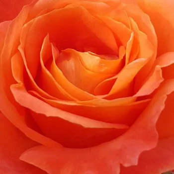 Ruže - eshop  - záhonová ruža - floribunda - oranžový - mierna vôňa ruží - broskyňová aróma - Christchurch™ - (80-90 cm)