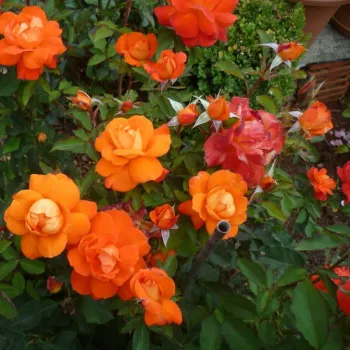 Narancssárga - csokros virágú - magastörzsű rózsafa - diszkrét illatú rózsa - barack aromájú