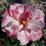 Fehér - rózsaszín - virágágyi floribunda rózsa - Online rózsa vásárlás - Rosa Tanelaigib - diszkrét illatú rózsa - édes aromájú