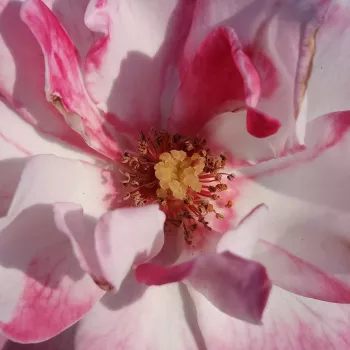 Rózsa kertészet - fehér - rózsaszín - virágágyi floribunda rózsa - Tanelaigib - diszkrét illatú rózsa - édes aromájú - (30-50 cm)
