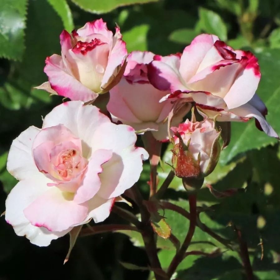 Mierna vôňa ruží - Ruža - Tanelaigib - Ruže - online - koupit