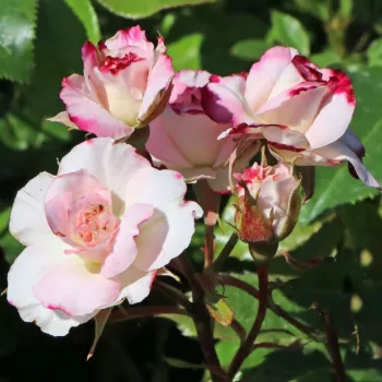 Rosa Tanelaigib - blanc - rose - Rosiers polyantha