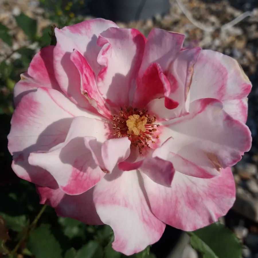Bijelo - ružičasto - Ruža - Tanelaigib - 