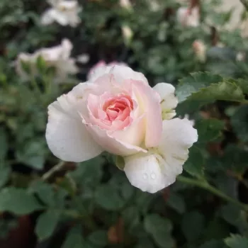 Rosa Tanelaigib - fehér - rózsaszín - magastörzsű rózsa - teahibrid virágú