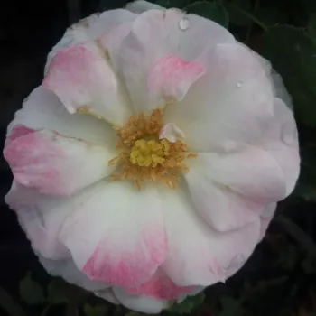 Krémszínű - rózsaszín sziromszél - magastörzsű rózsa - teahibrid virágú
