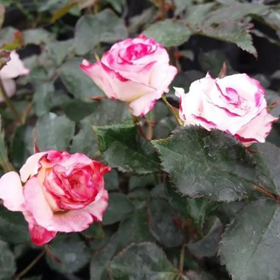 Trandafiri Floribunda - Trandafiri - Tanelaigib - comanda trandafiri online