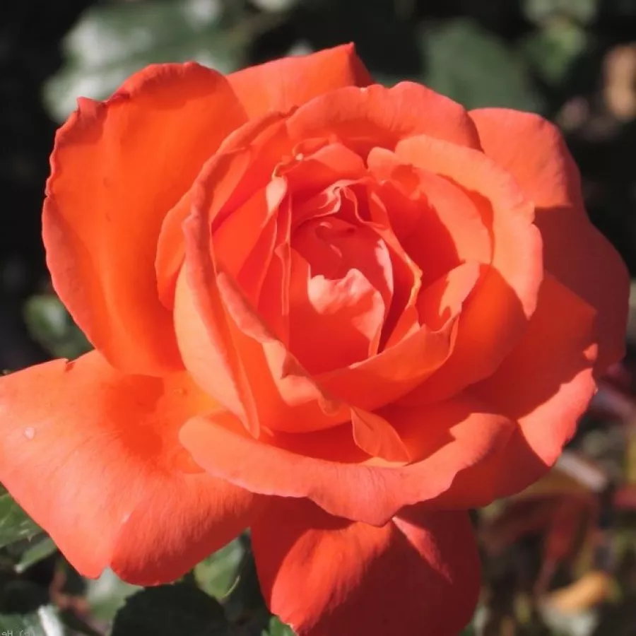 Pomarańczowy - Róża - Alexander™ - Szkółka Róż Rozaria